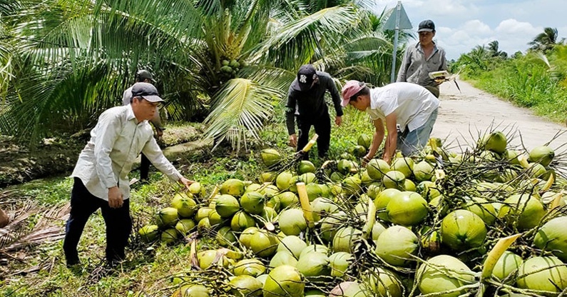 Dừa xiêm miền Tây rẻ chưa từng có, 20.000 đồng/chục 12 trái