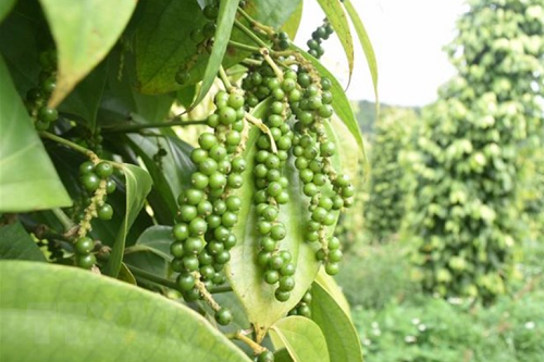 Giá nông sản hôm nay 10/11: Cà phê tiếp tục tăng, hồ tiêu tăng ở một vài nơi