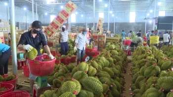 Năm 2023, kim ngạch xuất khẩu sầu riêng có thể đạt mức kỷ lục 2,5 tỷ USD