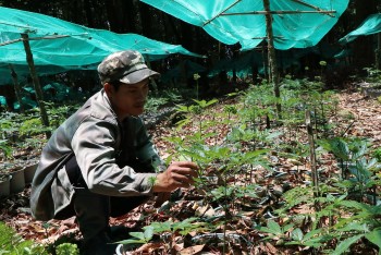 Triển khai nhiều giải pháp bảo vệ thương hiệu sâm Ngọc Linh