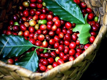 Giá cà phê xuống dưới 60.000 đồng/kg