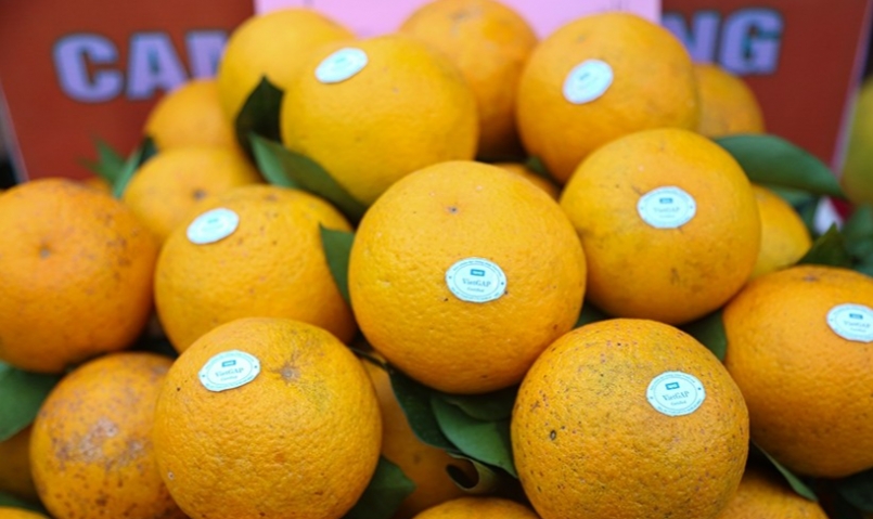 Sản phẩm cam có tem nhãn dán khi xuất ra thị trường, tăng thêm giá trị cho sản phẩm