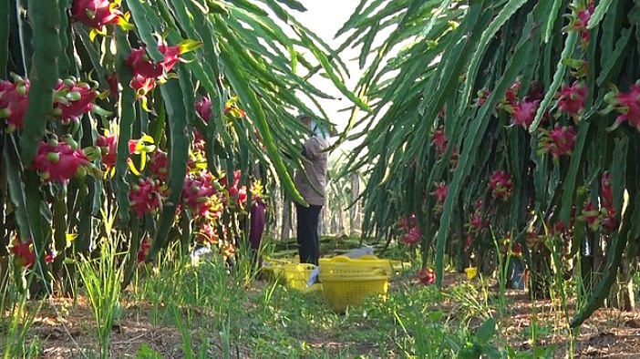 Thanh Long trái vụ giá 43.000 đồng/kg, nhà vườn không có để bán