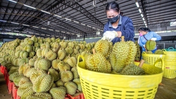 Sầu riêng sẽ chiếm ngôi vương trong các loại trái cây Việt Nam tại Trung Quốc