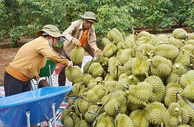 Sầu riêng sẽ chiếm ngôi vương trong các loại trái cây Việt Nam tại Trung Quốc