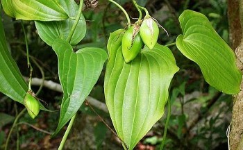 Những điều chưa biết về cây bách bộ