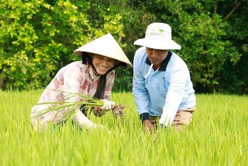 Đồng bằng sông Cửu Long sẽ có một triệu hecta chuyên canh lúa chất lượng cao