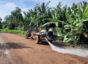 Tiêu hủy hơn 2.500 con heo do dịch tả heo châu Phi  tại Đăk Lăk