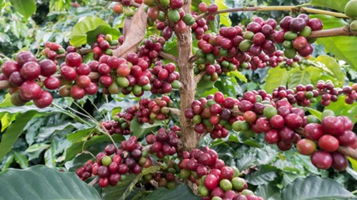 Giá nông sản hôm nay 6/12: Cà phê và hồ tiêu đảo chiều tăng