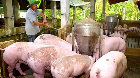 Giá heo hơi hôm nay 6/12: Tiếp tục giảm, cao nhất 51.000 đồng/kg