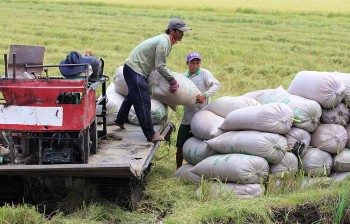 Giá lúa gạo biến động trái chiều