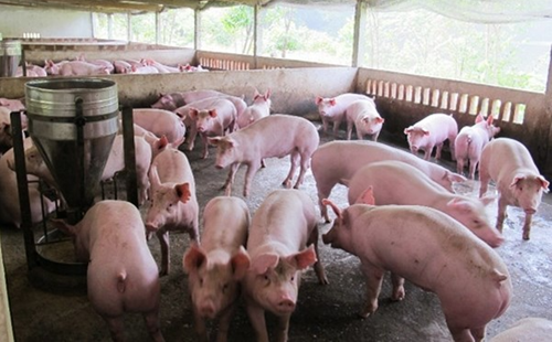 Giá heo hơi hôm nay 7/12: Tăng rải rác ở một vài nơi