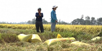 Giá lúa tăng nhẹ, giá gạo biến động trái chiều