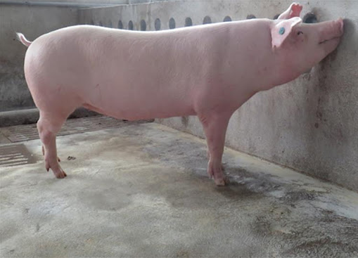 Giá heo hơi hôm nay 8/12: Giảm rải rác 1.000 đồng/kg