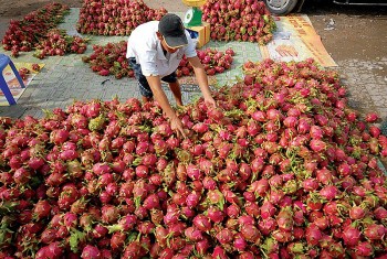 Xuất khẩu rau quả dự kiến đạt kỷ lục 5,6 tỷ USD trong năm 2023