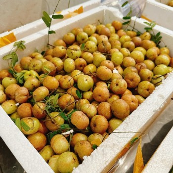 Mắc kham giá 80.000 đồng/kg vẫn đắt hàng, xuất khẩu 3 loại rau thu về 90 triệu USD
