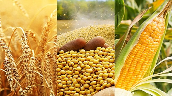 Việt Nam nhập khẩu gần 7 tỷ USD nguyên liệu thức ăn chăn nuôi năm 2023