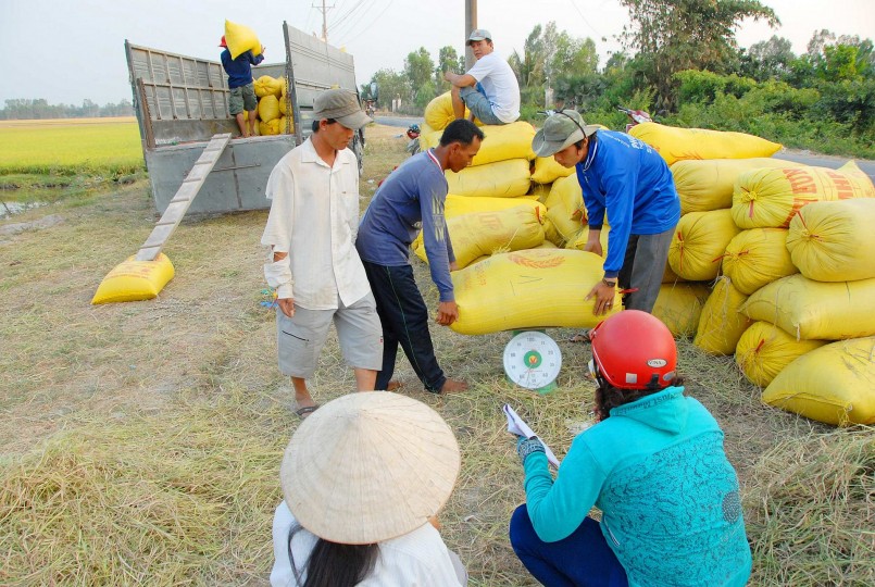 Giá lúa gạo hôm nay ngày 21/12: Giá gạo chợ được điều chỉnh tăng.