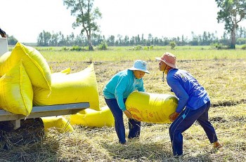 Giá lúa gạo hôm nay ngày 2/1: Tiếp tục xu hướng đi ngang