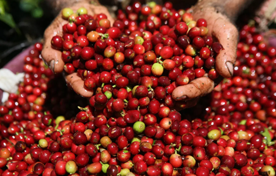 Xuất khẩu cà phê của Việt Nam năm 2023 đạt 4,24 tỷ USD