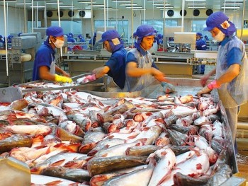 Tháng 11/2023, xuất khẩu cá tra Việt Nam sang Brazil tăng đột biến