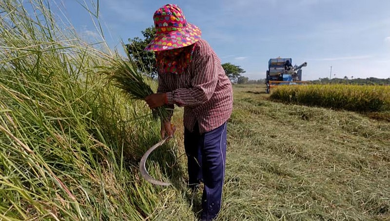 Một cánh đồng lúa tại Thái Lan - Ảnh: Reuters