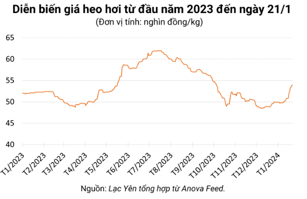 Giá heo hơi hôm nay 21/1: Cao nhất 58.000 đồng/kg