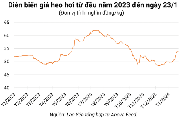 Giá heo hơi hôm nay ngày 23/1/2024: Biến động trên cả 3 miền