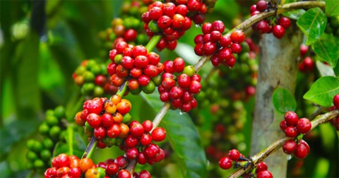 Giá nông sản ngày 23/1/2024: Cà phê tăng mạnh, hồ tiêu cao nhất 82.500 đồng/kg