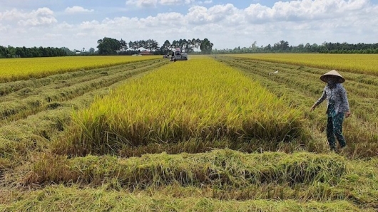Triển khai Đề án Phát triển bền vững một triệu héc-ta lúa chất lượng cao - Chuyên nghiệp hóa ngành hàng lúa gạo