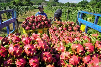 Giá thanh long nghịch mùa tăng cao trong dịp Tết