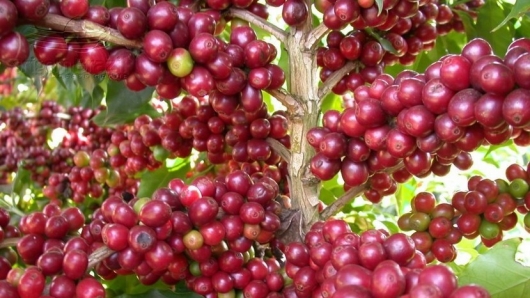Giá nông sản hôm nay 21/2: Cà phê quay đầu giảm nhẹ, hồ tiêu đảo chiều tăng mạnh