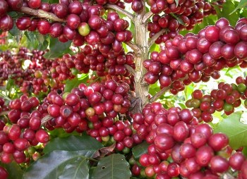Giá nông sản hôm nay 21/2: Cà phê quay đầu giảm nhẹ, hồ tiêu đảo chiều tăng mạnh