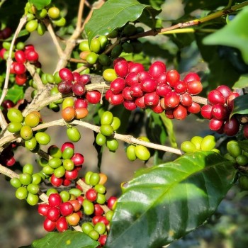Giá nông sản hôm nay 23/2: Cà phê và hồ tiêu tiếp đà tăng