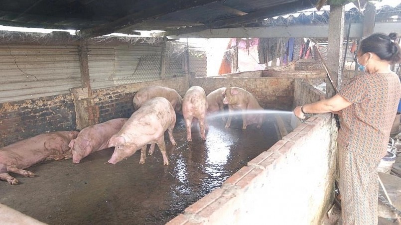 Giá heo hơi hôm nay 24/2: Thị trường đi ngang, cao nhất 58.000 đồng/kg