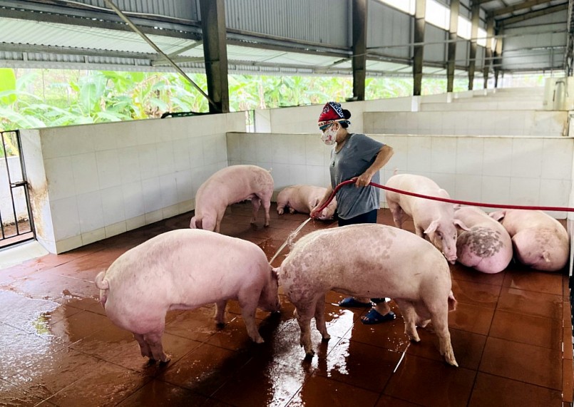 Giá heo hơi hôm nay 24/2: Thị trường đi ngang, cao nhất 58.000 đồng/kg