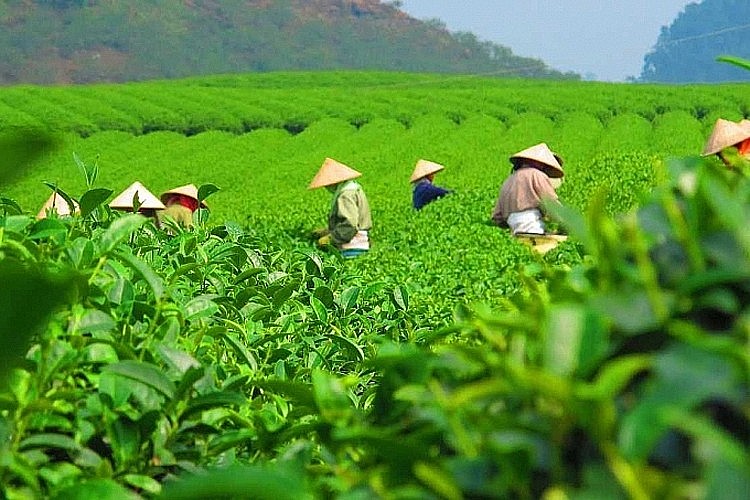 Tháng 1/2024, chè Việt Nam đã xuất khẩu sang 16 thị trường