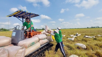 Indonesia nhập khẩu thêm 1,6 triệu tấn gạo, cơ hội lớn cho ngành lúa gạo Việt Nam