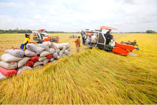 Việt Nam nắm giữ nguồn xuất khẩu gạo thứ 3 của thế giới: Cơ hội lớn để ngành lúa gạo 