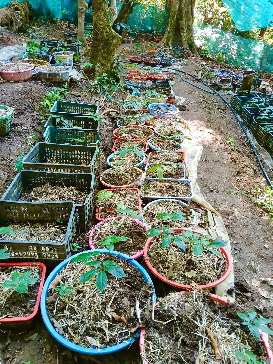 Kon Tum: Hàng trăm cây sâm Ngọc Linh bị mất trộm