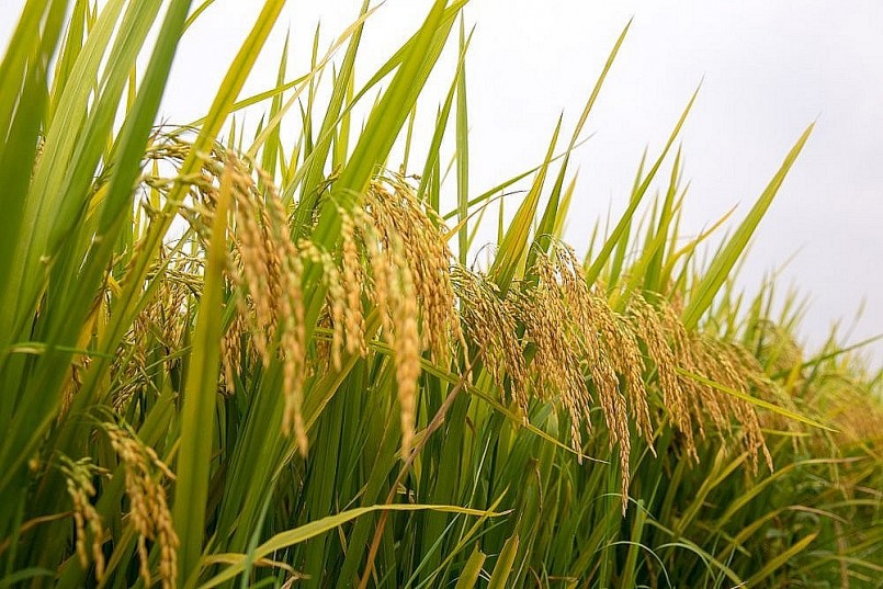 Giá lúa gạo hôm nay tăng với lúa IR 504 và OM 5451.