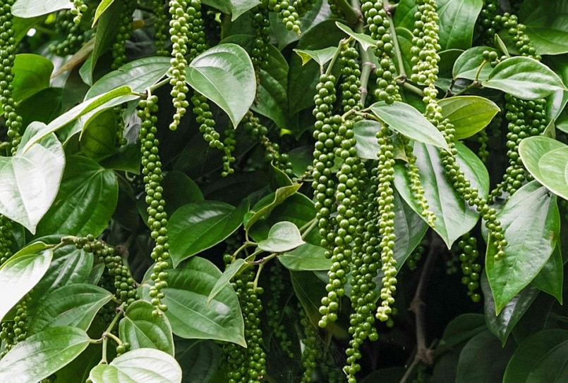 Giá nông sản hôm nay 8/3: Cà phê tiếp đà tăng mạnh, hồ tiêu giữ ổn định