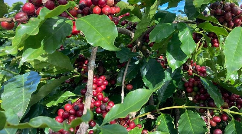 Giá nông sản hôm nay 13/3: Cà phê và hồ tiêu đồng loạt tăng