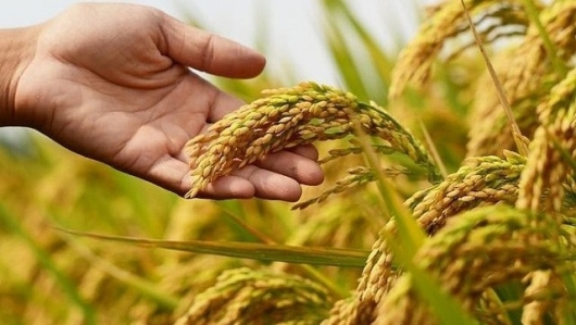 Thị trường lúa gạo giao dịch sôi động phiên đầu tuần