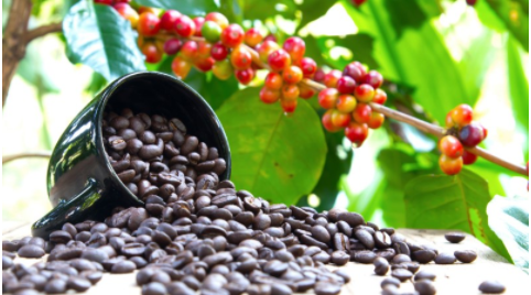 Giá nông sản hôm nay 20/3: Cà phê tiếp đà tăng, hồ tiêu quay đầu giảm