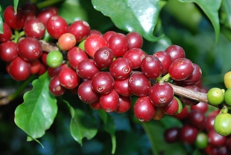 Giá nông sản hôm nay 26/3: Cà phê tăng mạnh, hồ tiêu không có thay đổi