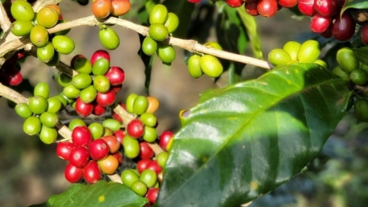 Giá nông sản hôm nay 30/3: Cà phê giữ ổn định, hồ tiêu đồng loạt giảm