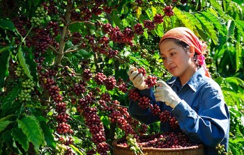 Nhiều giải pháp cho mục tiêu xuất khẩu cà phê đạt 5 tỉ USD một cách bền vững