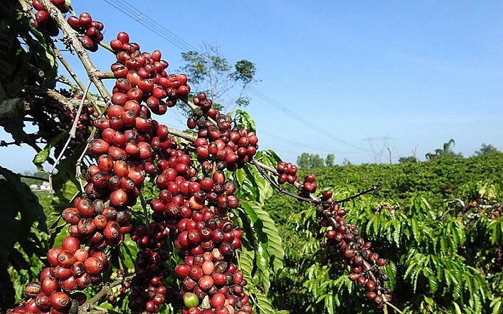 Giá cà phê liên tục tăng, có thời điểm vượt 100.000 đồng/kg.