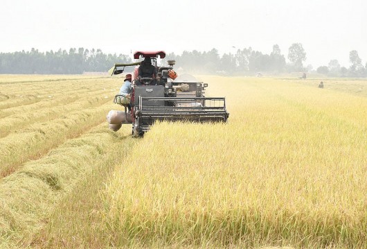 Đề án 1 triệu hecta lúa chất lượng cao vùng ĐBSCL là sự thay đổi to lớn đối với ngành lúa gạo